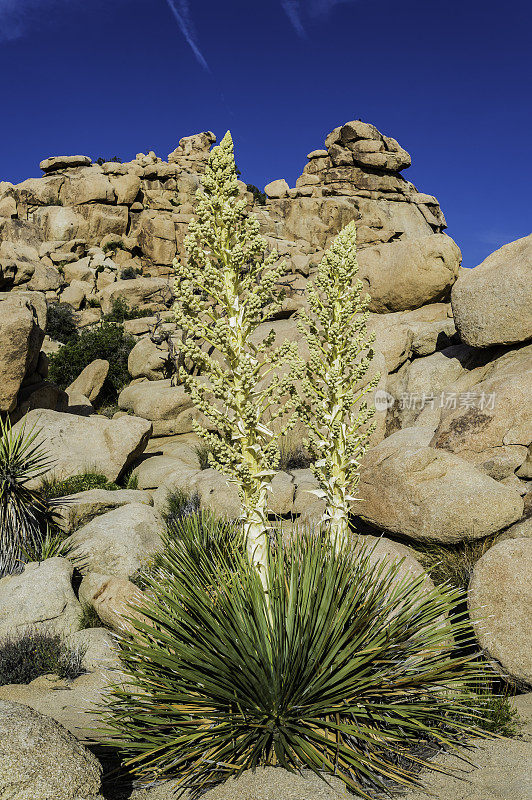 Nolina parryi, Parry Nolina，在加州约书亚树国家公园被发现。Asparagaceae。